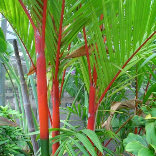 Cyrtostachys renda | Red Sealing Wax & Lipstick Palm | 5_Seeds