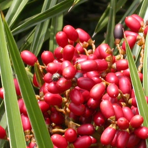 Phoenix pusilla Ceylon Date Palm Flour Palm 5_Seeds image 1
