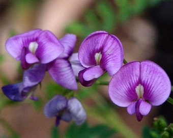 Swainsona galegifolia | Smooth Darling Pea | 50_Seeds