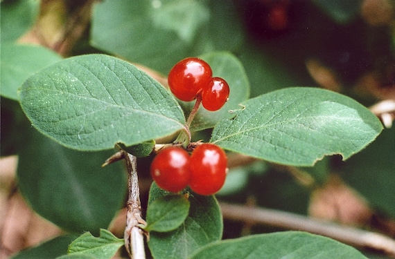 Lonicera Xylosteum | European Fly Honeysuckle | 50_seeds - Etsy