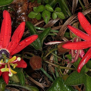 Passiflora manicata | Red Passion Flower| 10_Seeds