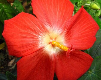 Hibiscus Seeds 40 Ambrette (Musk Mallow) Flower Seeds - Hibiscus ...