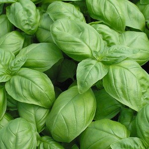 Ocimum basilicum Sweet Basil 50_Seeds image 3