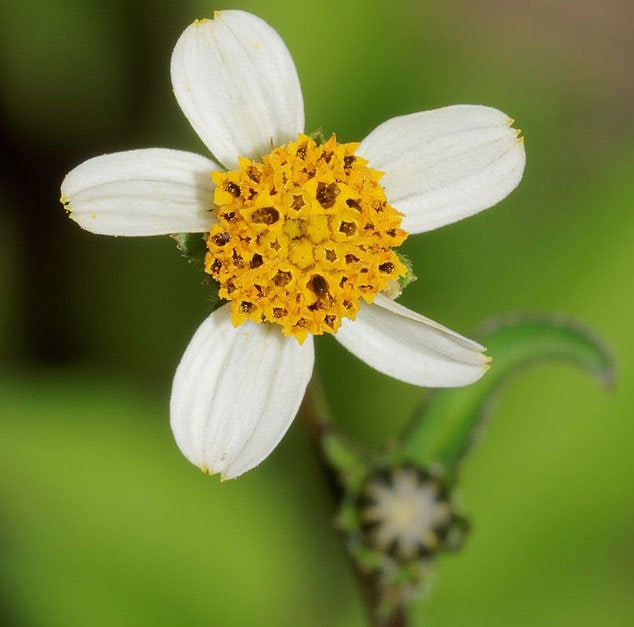 Bidens Pilosa | Butterfly Needles | Hairy Beggarticks Spanish Bidens Pilosa | Butterfly Needles | Hairy Beggarticks Spanish