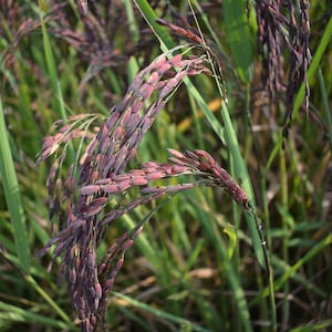 Oryza sativa Black Madras | Asian & Common Rice | 10_Seeds