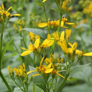 Verbesina occidentalis | Yellow Wingstem | Crown-Beard | 20_Seeds