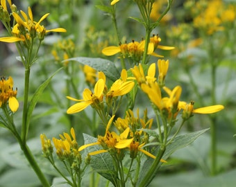 Verbesina occidentalis | Yellow Wingstem | Crown-Beard | 20_Seeds