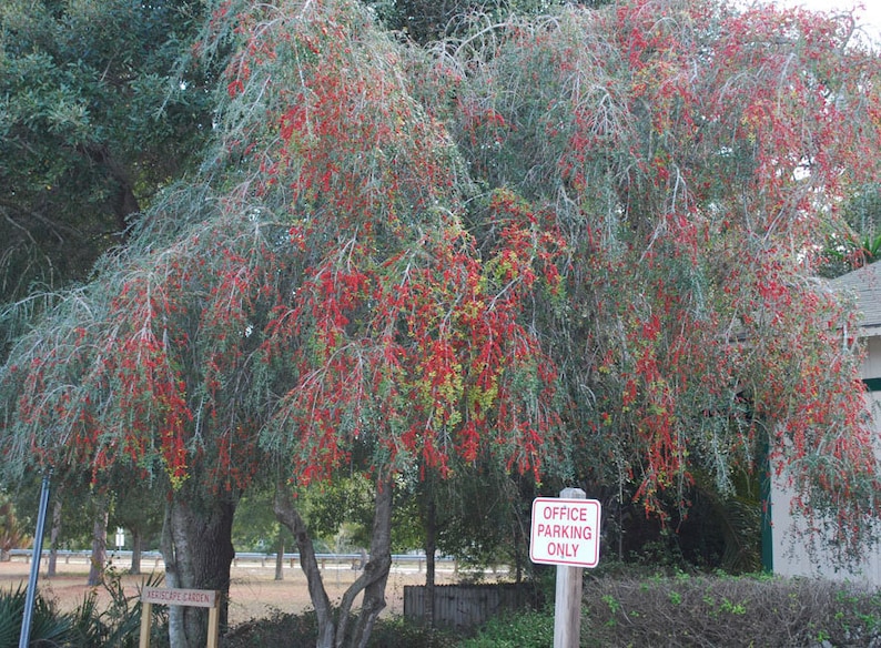 Ilex vomitoria Pendula de houx Yaupon pleureur 20_Graines image 4