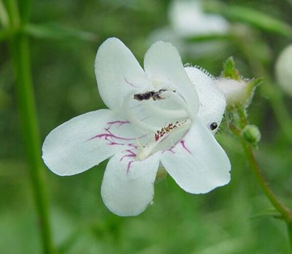 Penstemon Digitalis | Talus Slope Beardtongue | Foxglove