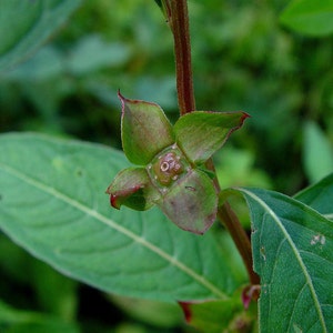 Ludwigia alternifolia | Seedbox | Bushy Waterprimrose | 500_Seeds