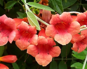 Campsis tagliabuana Madame Galen | 10_Seeds