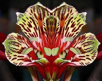 Alstroemeria psittacina | Peruvian lily | Parrot flower | 10_Seeds