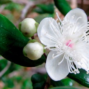 Luma apiculata | Arrayan | Chilean Myrtle | Shortleaf Stopper | 5_Seeds