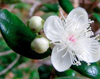 Luma apiculata | Arrayan | Chilean Myrtle | Shortleaf Stopper | 5_Seeds