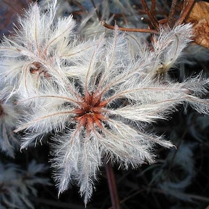 Clematis vitalba | Travellers Joy | Old Mans Beard| 20_Seeds