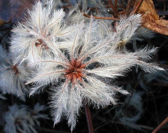 Clematis vitalba | Travellers Joy | Old Mans Beard| 20_Seeds