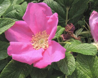 Rosa Rugosa Pink | Beach, Japanese, Ramanas, and Saltspray Rose