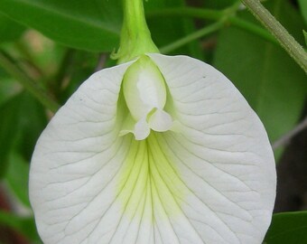Clitoria ternatea single white | 10_seeds