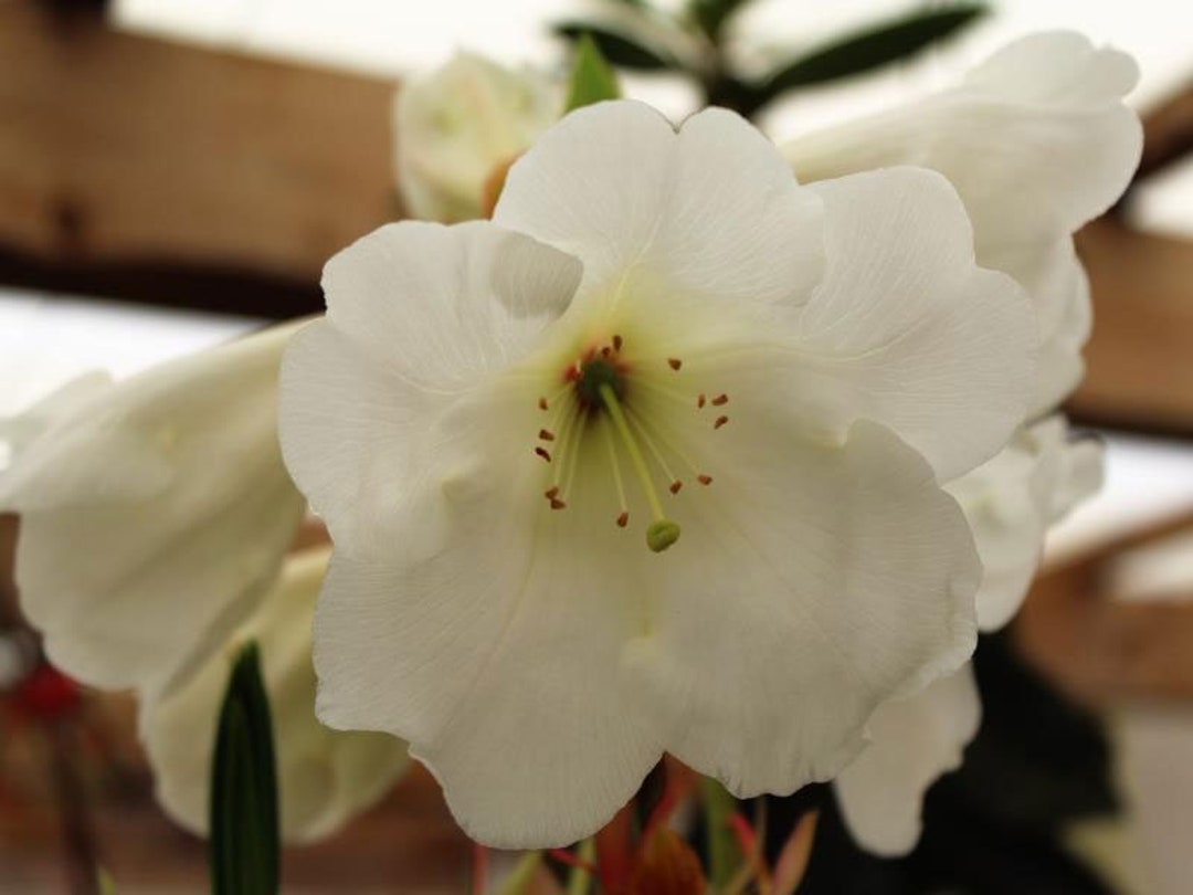 Rhododendron Griffithianum | 100_seeds - Etsy