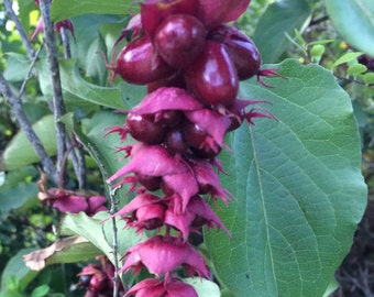 Leycesteria formosa | Himalayan Honeysuckle | 50_Seeds