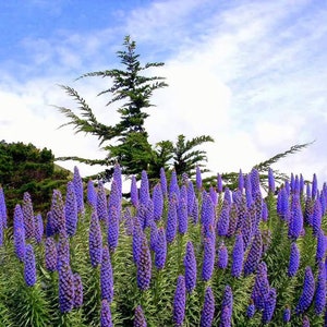 Echium candicans | E. fastuosum | Pride of Madeira | 20_Seeds