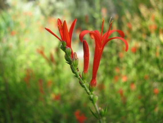 Anisacanthus Quadrifidus| Hummingbird| Flame Acanthus| 10_seeds - Etsy