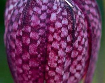 Fritillaria meleagris | Snakes Head Fritillary | Checkered Lily | 10_Seeds