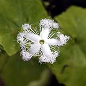 Trichosanthes lepiniana Snake Gourd 5_Seeds image 3