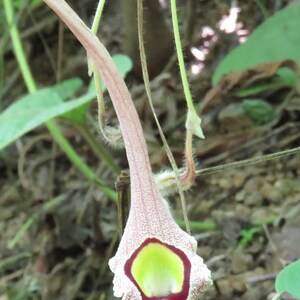 Aristolochia foetida 5_Seeds image 5