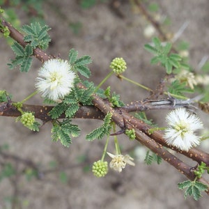 Acacia planifrons Umbrella Thorn Tree 10_Seeds image 1