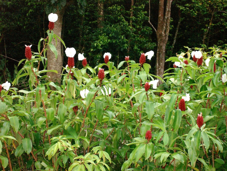 Costus speciosus Crepe Malay Ginger Canereed 20_Seeds image 2