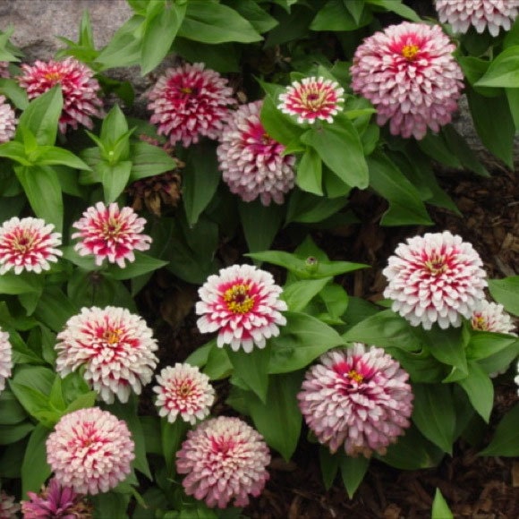 Zinnia Elegans Swizzle Cherry and Ivory | 10_seeds - Etsy