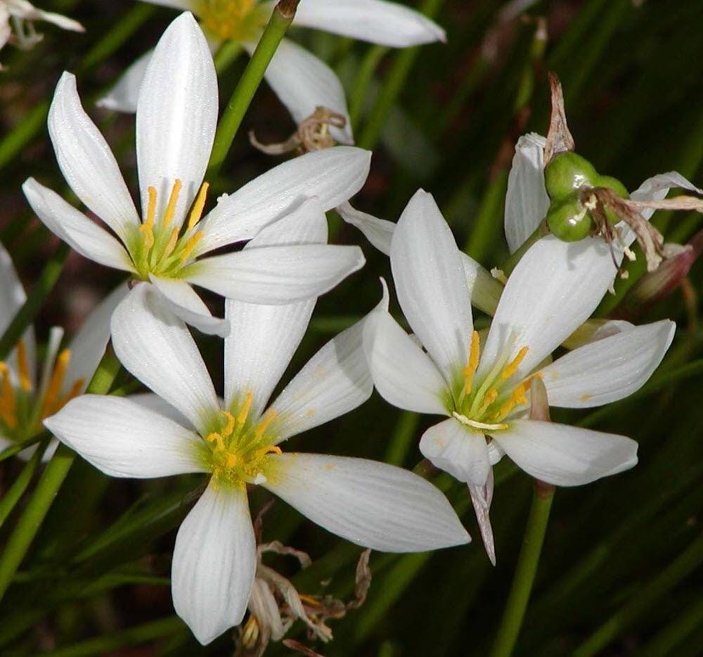 Zephyranthes Candida | Windflower | Autumn Zephyrlily | White Rain
