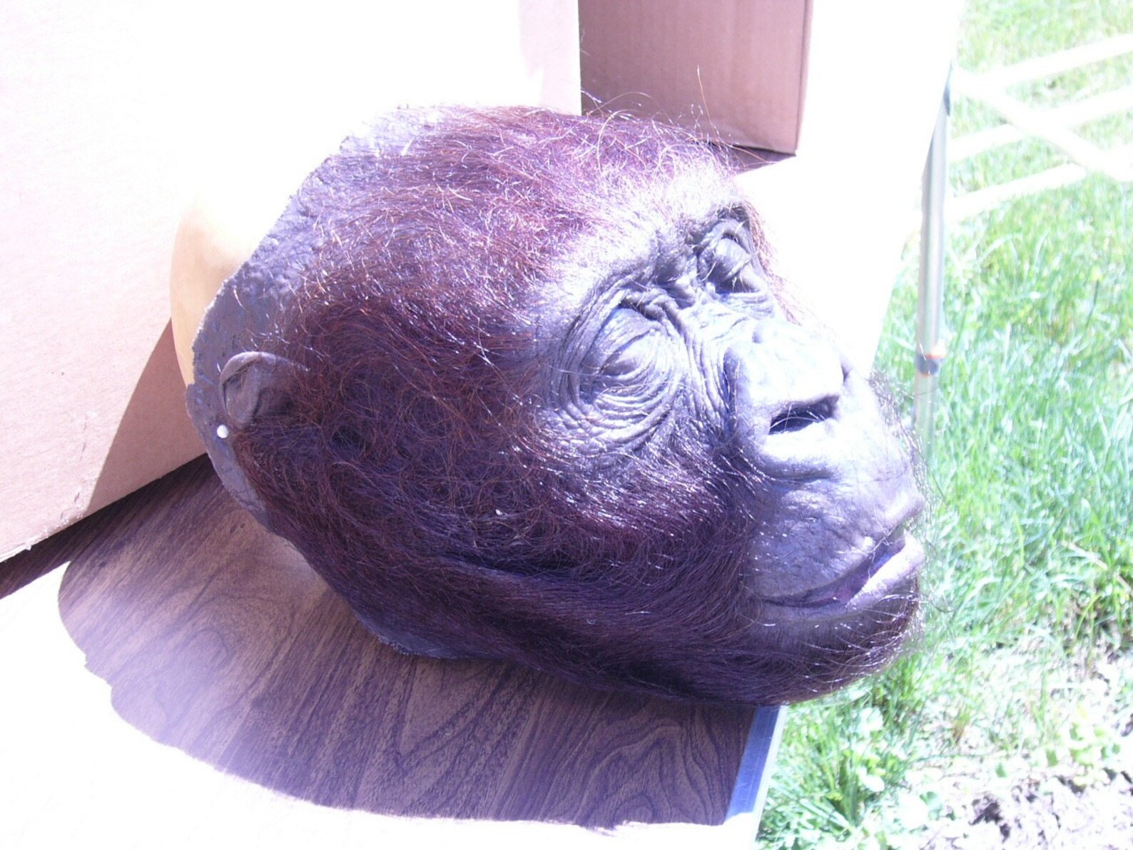 Original Stan Winston Studios amy Congo Gorilla Etsy UK