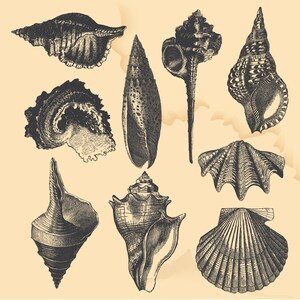 Hand Drawn Seashells Shell Clipart - Engraving Scallop Conch Clam Clipart Clip Art PNG & Vector EPS AI Design Element Digital  Download