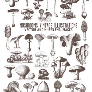 Mushroom Clipart, Vintage Mushroom Engraving Clipart, Fungi Clipart Clip Art PNG & Vector EPS, AI Design Elements Digital Instant Download
