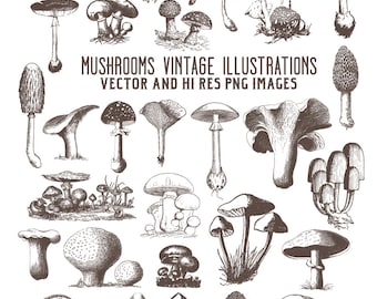 Imágenes prediseñadas de setas, imágenes prediseñadas de grabado de setas vintage, imágenes prediseñadas de hongos PNG y vectores EPS, elementos de diseño de IA Descarga instantánea digital