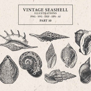 May include: A collection of ten vintage illustrations of seashells. The illustrations are in black and white and have a detailed, intricate style. The seashells are various shapes and sizes.