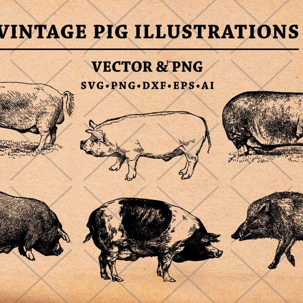 Pig SVG, Vintage Pig Drawing, Hand Drawn Pig Illustration, Pigs Vector Clip Art, Pigs Clipart Svg Dxf  Png Eps for transfer & print