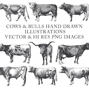 Cow, Bull, Buffalo Clipart Animal Farm Clipart, Vintage Engraving Animals Vector Clip Art PNG EPS AI Design Elements Digital Download