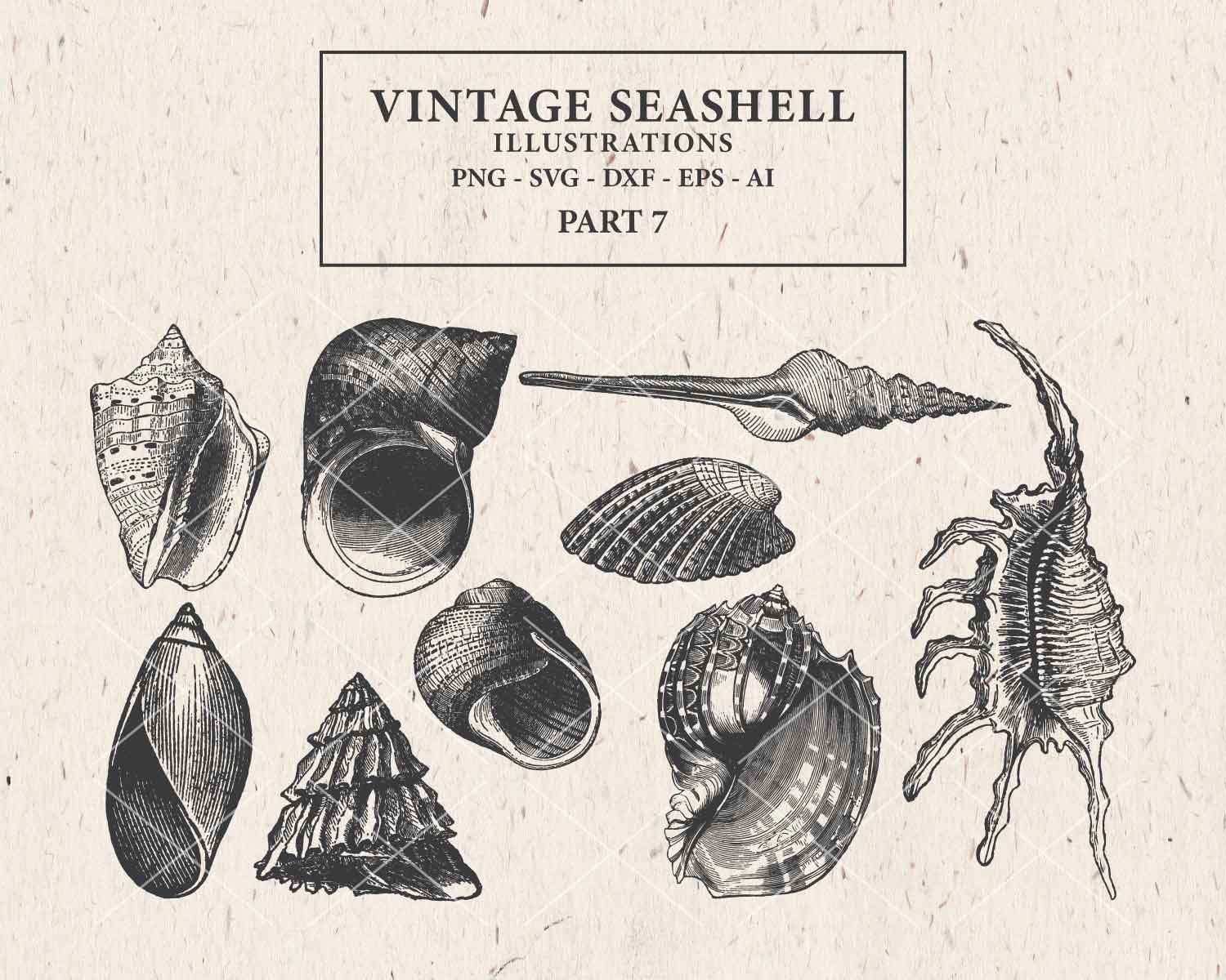 Vintage Seashell Illustrations SVG PNG Clipart, Printable Antique Nautical Animal Engravings in Png, Vector Svg, Eps, Ai Digital Download