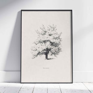 Tree Illustration SVG - Vintage Woodland Vector Clipart & Botanical Printable PNG Design Elements - Vol. 3 image 4