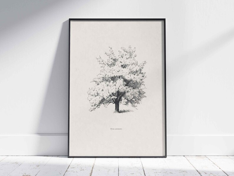 Tree Illustration SVG - Vintage Woodland Vector Clipart & Botanical Printable PNG Design Elements - Vol. 3 image 4