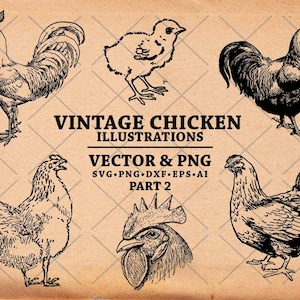 Pollo SVG, Dibujo de pollo vintage, Ilustración de pollo dibujado a mano, Pollos Clipart Svg Dxf Png Eps para transferir, imprimir, cortar archivos