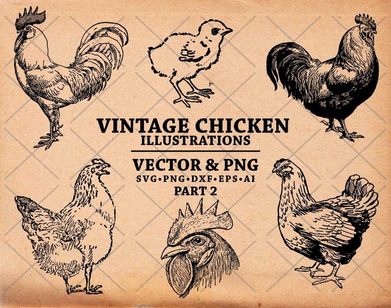 Chicken SVG, Vintage Chicken Drawing, Hand Drawn Chicken Illustration, Chickens Clipart Svg Dxf Png Eps for transfer, print, cut files