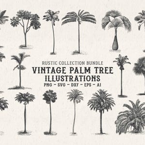 Vintage Palm Tree Illustrations SVG – Tropical Botanical Tree Shapes Clipart Bundle PNG, DXF, Eps image 1