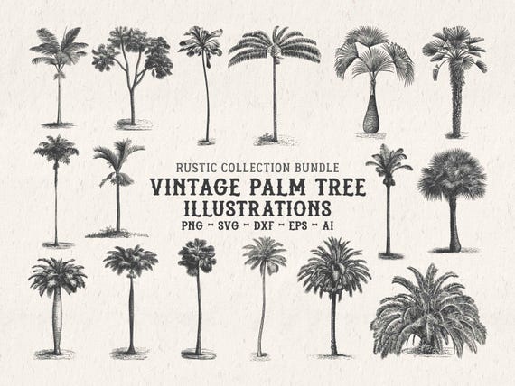 Vintage Palm Tree Illustrations SVG – Tropical Botanical Tree Shapes Clipart Bundle PNG, DXF, Eps
