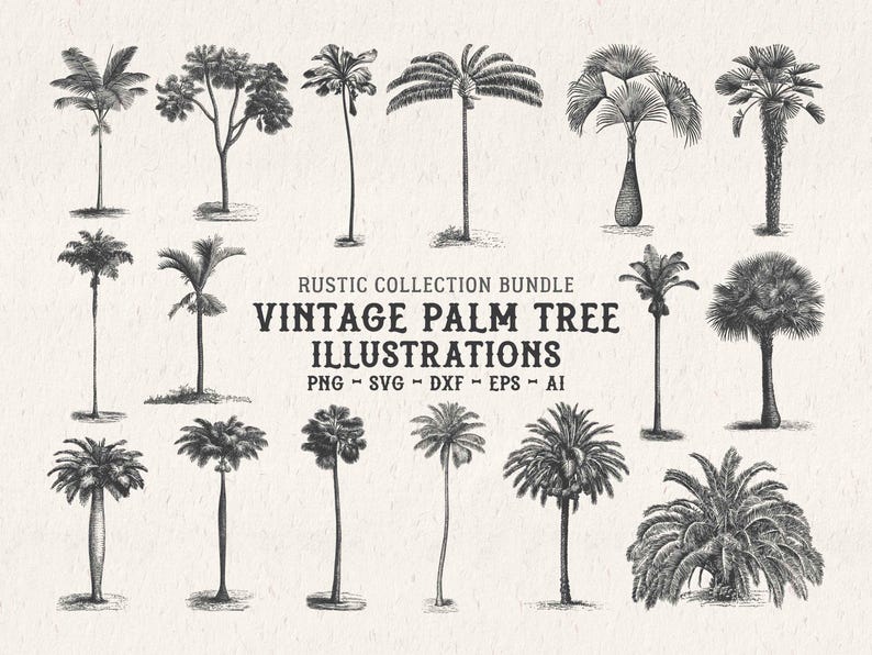 Vintage Palm Tree Illustrations SVG – Tropical Botanical Tree Shapes Clipart Bundle PNG, DXF, Eps image 1