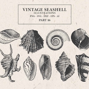 May include: A collection of ten black and white illustrations of seashells. The illustrations are detailed and realistic, showing the intricate patterns and textures of the shells.
