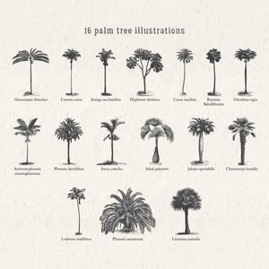 Vintage Palm Tree Illustrations SVG – Tropical Botanical Tree Shapes Clipart Bundle PNG, DXF, Eps image 2